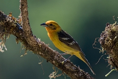 DPPhotography - Costa rica - Flame-colored tanager - C