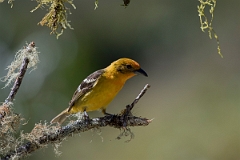 DPPhotography - Costa rica - Flame-colored tanager - D