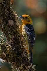 DPPhotography - Costa rica - Flame-colored tanager - E