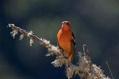 DPPhotography - Costa rica - Flame-colored tanager - F