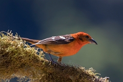 DPPhotography - Costa rica - Flame-colored tanager - G