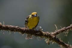 DPPhotography - Costa rica - Flame-colored tanager - H