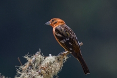 DPPhotography - Costa rica - Flame-colored tanager - I