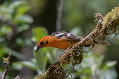 DPPhotography - Costa rica - Flame-colored tanager - J