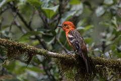 DPPhotography - Costa rica - Flame-colored tanager - K