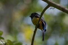 DPPhotography - Costa rica - Gartered trogon - A