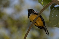 DPPhotography - Costa rica - Gartered trogon - B