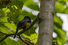 DPPhotography - Costa rica - Gartered trogon - C