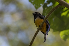 DPPhotography - Costa rica - Gartered trogon - D