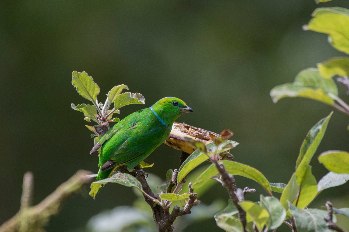 DPPhotography - Costa rica - Golden-browed cholorphonia - C.jpg - Golden-browed chlorophonia - San Gerardo de Dota, Costa Rica
