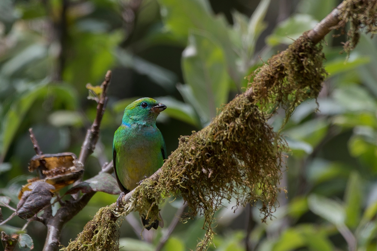 DPPhotography - Costa rica - Golden-browed cholorphonia - D.jpg - Golden-browed chlorophonia - San Gerardo de Dota, Costa Rica