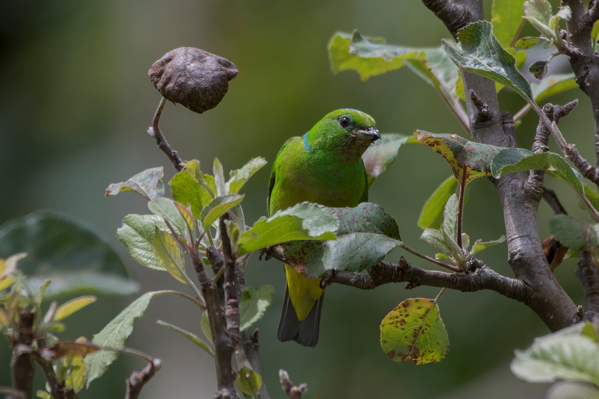 DPPhotography - Costa rica - Golden-browed cholorphonia - F.jpg - Golden-browed chlorophonia - San Gerardo de Dota, Costa Rica