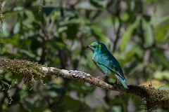 DPPhotography - Costa rica - Golden-browed cholorphonia - A