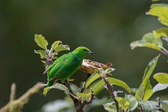 DPPhotography - Costa rica - Golden-browed cholorphonia - C