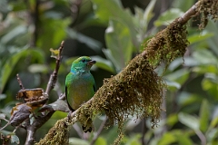 DPPhotography - Costa rica - Golden-browed cholorphonia - D