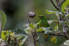 DPPhotography - Costa rica - Golden-browed cholorphonia - E