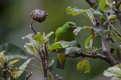 DPPhotography - Costa rica - Golden-browed cholorphonia - F