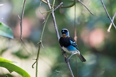 DPPhotography - Costa rica - Golden-hooded tanager - A