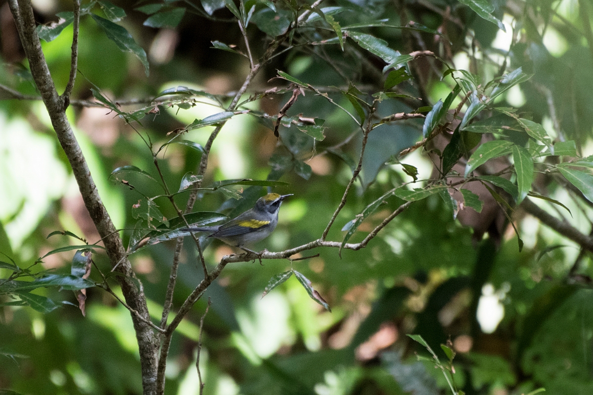 DPPhotography - Costa rica - Golden-winged warbler - A.jpg - Golden-winged warbler - La Qunita de Sarapiqui, Costa Rica