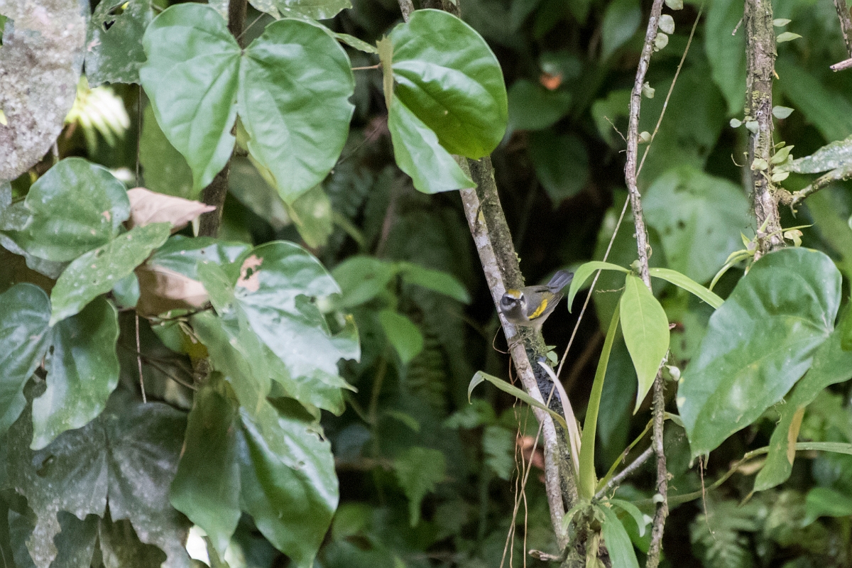 DPPhotography - Costa rica - Golden-winged warbler - C.jpg - Golden-winged warbler - La Qunita de Sarapiqui, Costa Rica