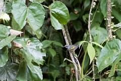 DPPhotography - Costa rica - Golden-winged warbler - B
