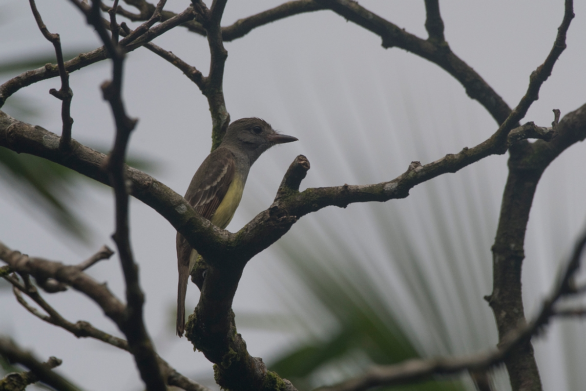 DPPhotography - Costa rica - Great-crested flycatcher - A.jpg - Great crested flycatcher - Tortuguero, Costa Rica