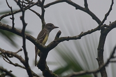 DPPhotography - Costa rica - Great-crested flycatcher - A