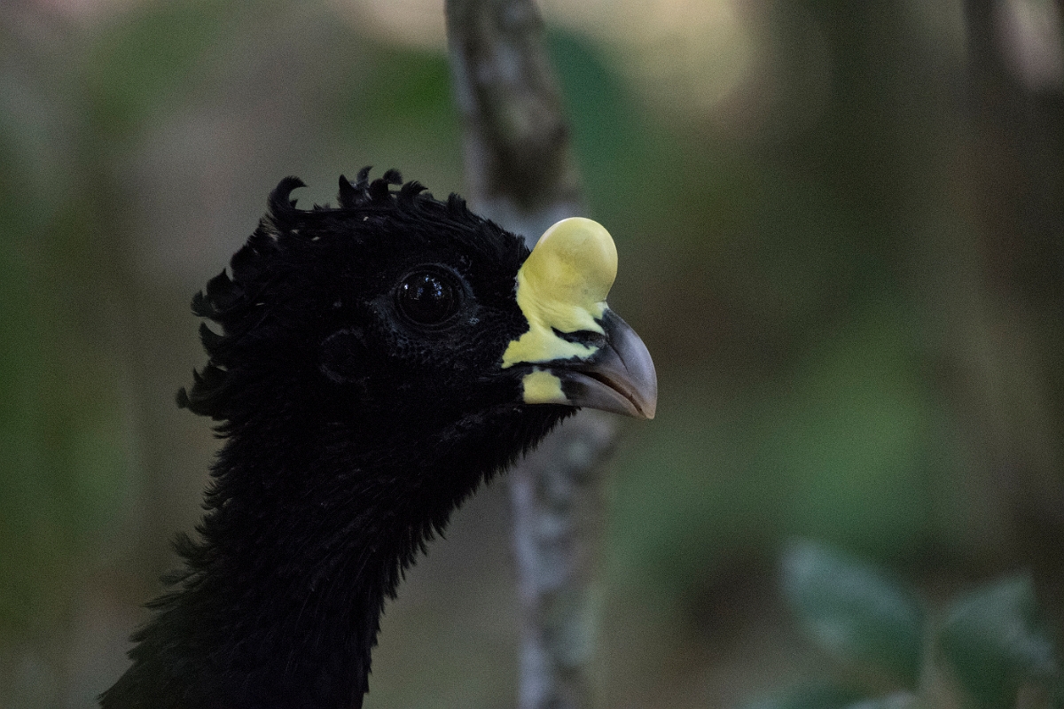 DPPhotography - Costa rica - Great currasow - A.jpg - Great currasow, female - El Remanso, Costa Rica