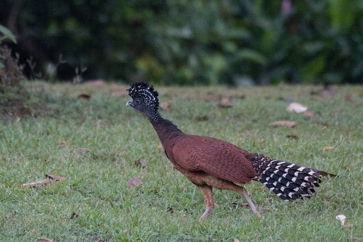 DPPhotography - Costa rica - Great currasow - B.jpg - Great currasow, female - El Remanso, Costa Rica