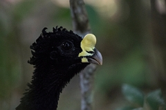 DPPhotography - Costa rica - Great currasow - A