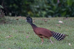 DPPhotography - Costa rica - Great currasow - B