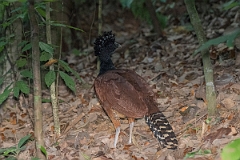 DPPhotography - Costa rica - Great currasow - C