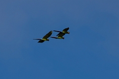 DPPhotography - Costa rica - Great green macaw - A