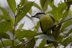 DPPhotography - Costa rica - Great kiskadee - A