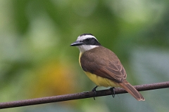 DPPhotography - Costa rica - Great kiskadee - B