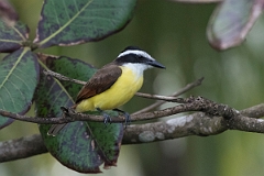 DPPhotography - Costa rica - Great kiskadee - C