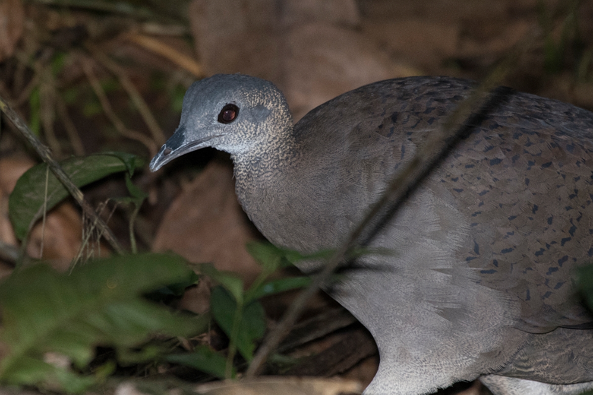 DPPhotography - Costa rica - Great tinamou - B.jpg - Great tinamou - La Selva Biological Station, Costa Rica
