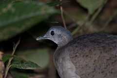 DPPhotography - Costa rica - Great tinamou - A