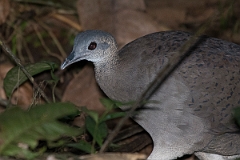 DPPhotography - Costa rica - Great tinamou - B