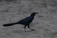 DPPhotography - Costa rica - Great-tailed grackle - A