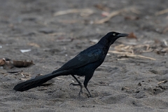 DPPhotography - Costa rica - Great-tailed grackle - B
