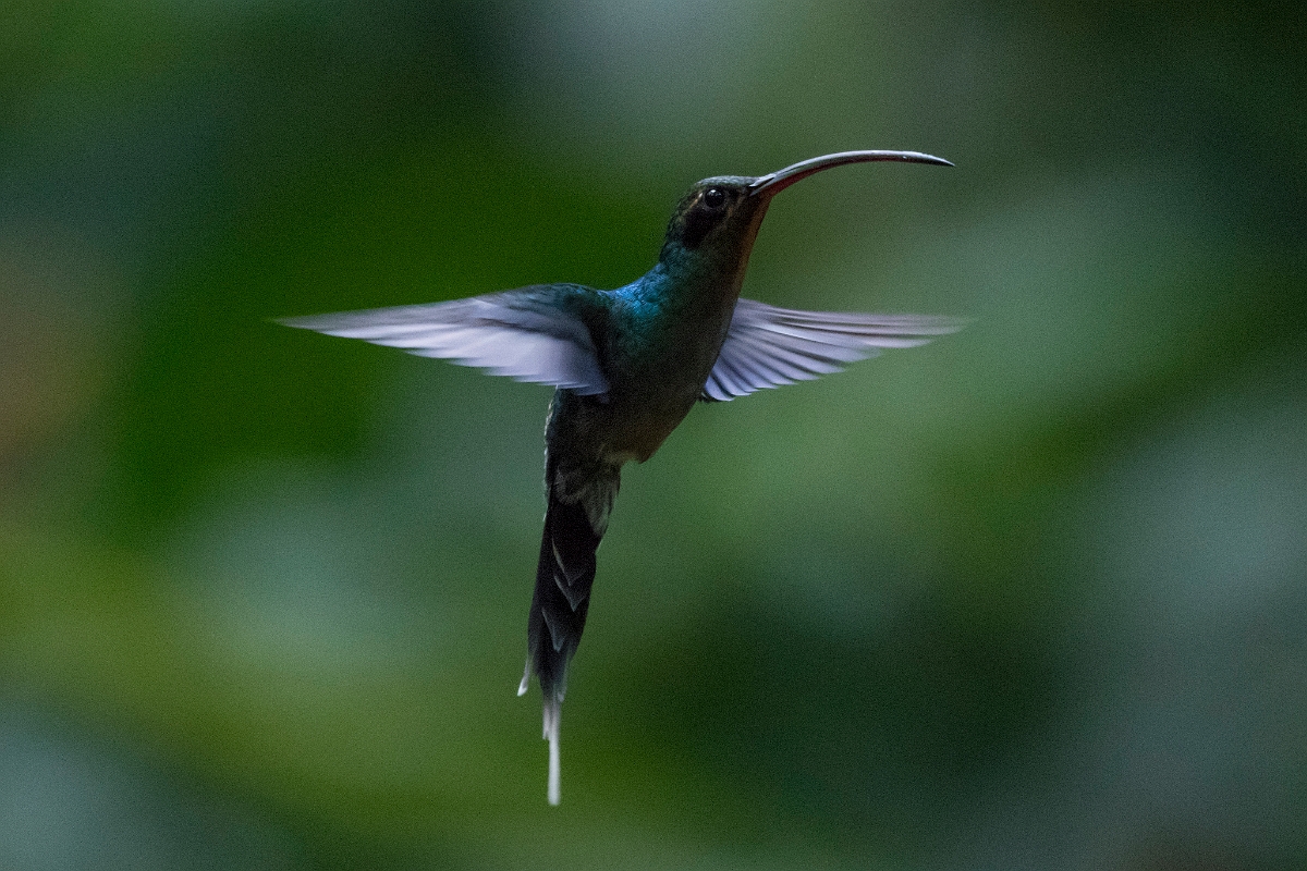 DPPhotography - Costa rica - Green hermit - A.jpg - Green hermit, male - Rancho Naturalista, Costa Rica