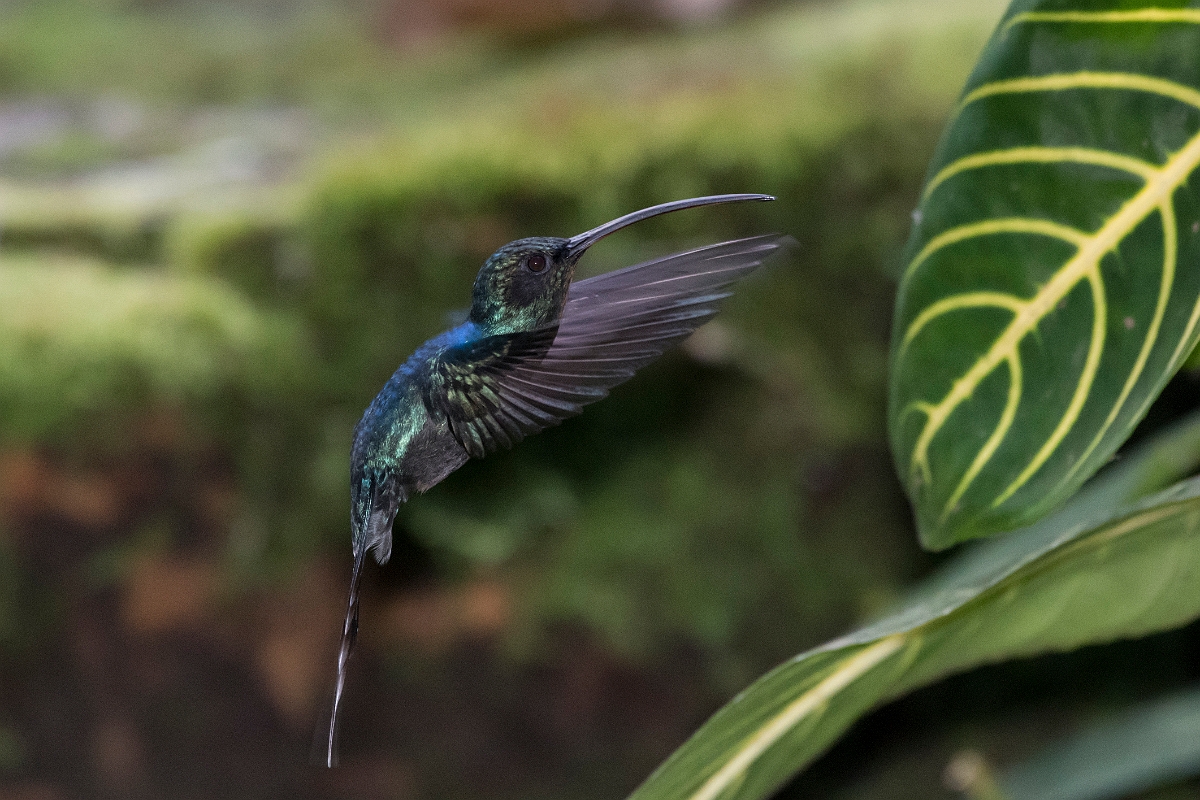 DPPhotography - Costa rica - Green hermit - D.jpg - Green hermit, male - Rancho Naturalista, Costa Rica