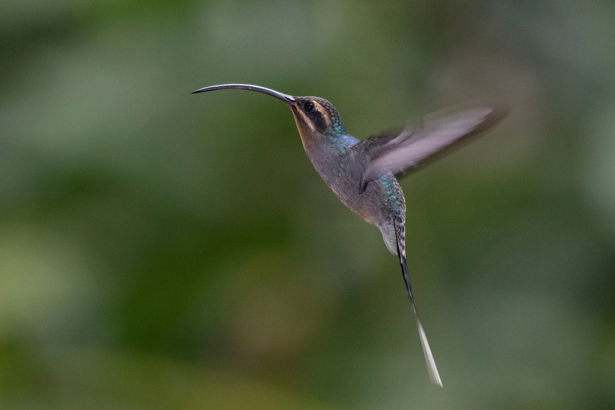 DPPhotography - Costa rica - Green hermit - E.jpg - Green hermit, female - Rancho Naturalista, Costa Rica