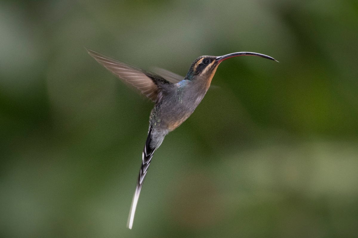 DPPhotography - Costa rica - Green hermit - F.jpg - Green hermit, female - Rancho Naturalista, Costa Rica