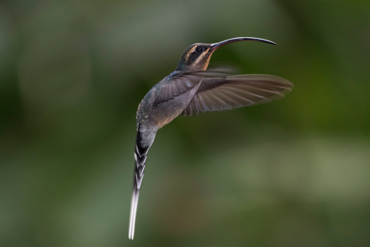 DPPhotography - Costa rica - Green hermit - G.jpg - Green hermit, female - Rancho Naturalista, Costa Rica