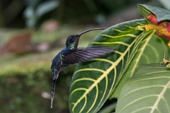 DPPhotography - Costa rica - Green hermit - C