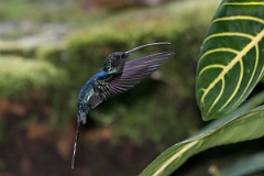 DPPhotography - Costa rica - Green hermit - D