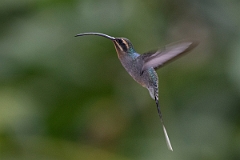 DPPhotography - Costa rica - Green hermit - E