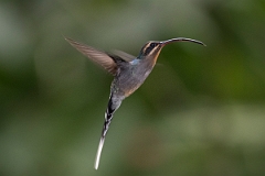 DPPhotography - Costa rica - Green hermit - F